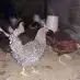 مرغ زنده خروس زنده
