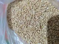 فروش ارزن دانه درشت بذر اوکراین