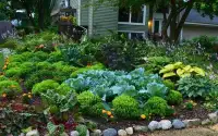 باغبانی ایجاد فضای سبز هرس سم پاشی و کوددهی