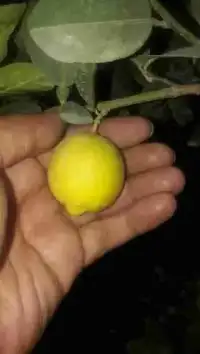 عرضه نهال درخت لیمو ترش پیوندی شیرازی