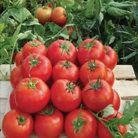 فروش گوجه درجه یک صادراتی گلخانه ای