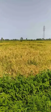 زمین زراعی با کاربری کشاورزی(برنج) سنددار