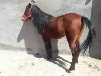 اسب نژاد کاسپین
